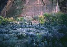 Capitol Reef National Park.  ( )