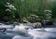 Great Smoky Mountains National Park.  ( )