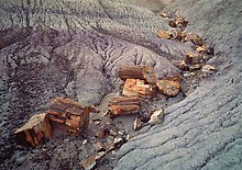 Petrified Forest National Park.  ( )