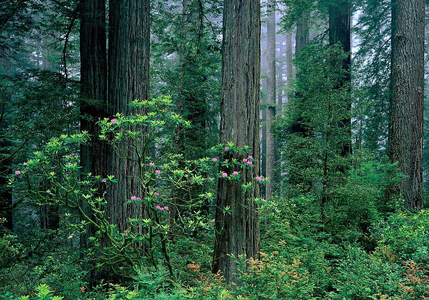 Redwood National Park.  ()