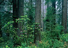 Redwood National Park.  ( )