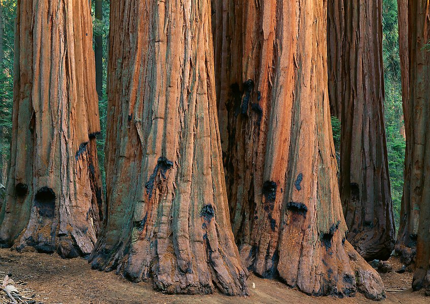 Sequoia National Park.  ()
