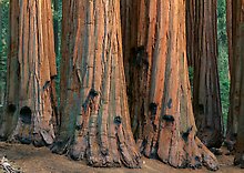 Sequoia National Park.  ( )