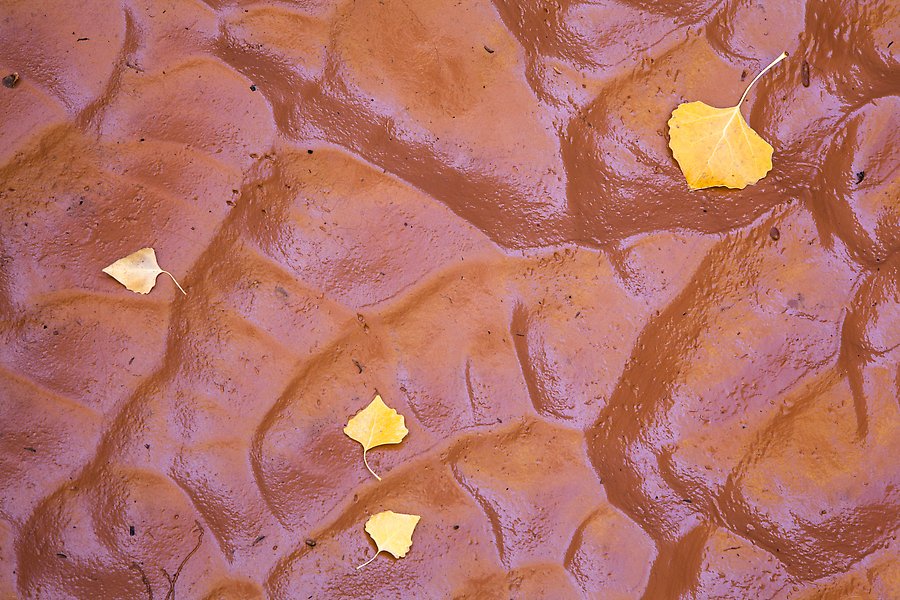Fallen leaves and mud ripples, Courthouse Wash. Arches National Park.  ()