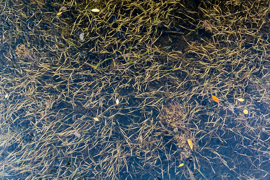 Underwater sea grass and fallen mangrove leaves. Biscayne National Park.  ()