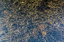 Underwater sea grass and fallen mangrove leaves. Biscayne National Park.  ( )