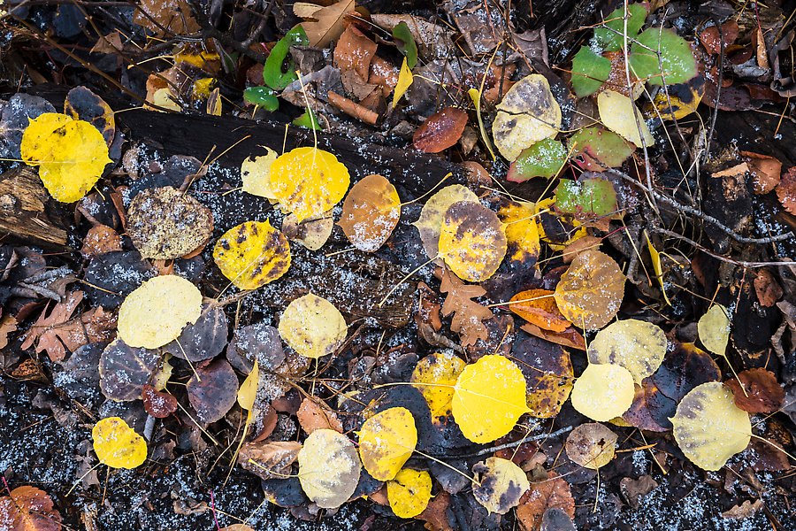 Leaves in autumn with fresh snow. Black Canyon of the Gunnison National Park.  ()