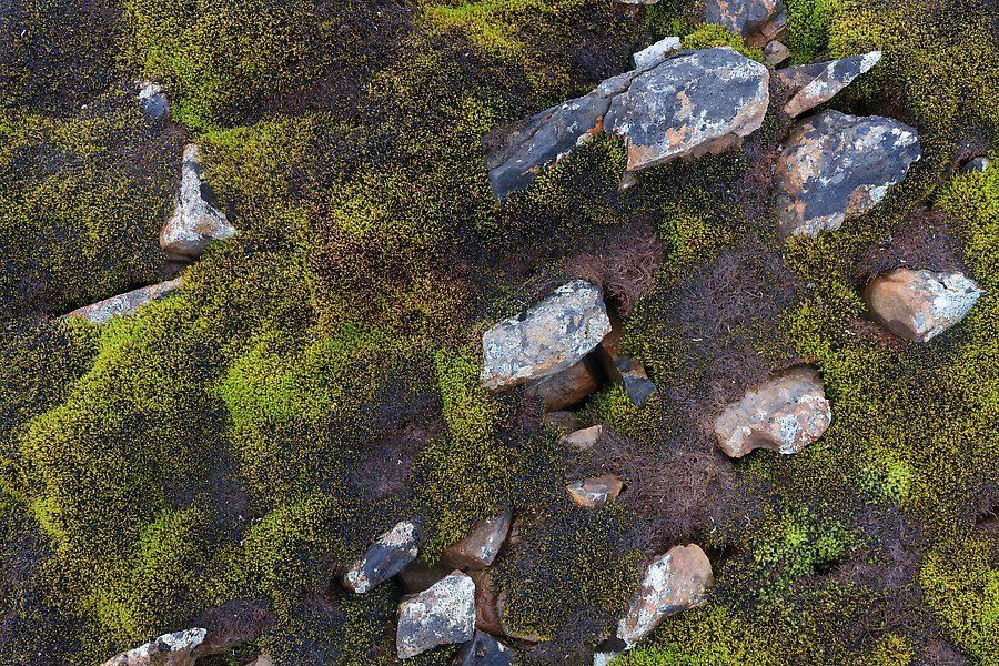 Rocks and dark moss. Gates of the Arctic National Park.  ()