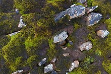 Rocks and dark moss. Gates of the Arctic National Park.  ( )