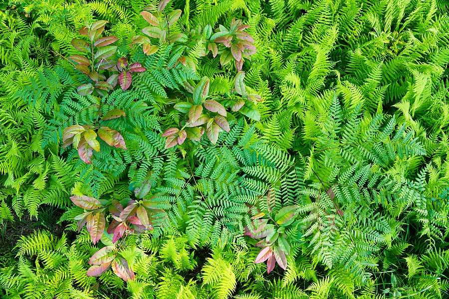 Ferns and leaves, Cataloochee. Great Smoky Mountains National Park.  ()