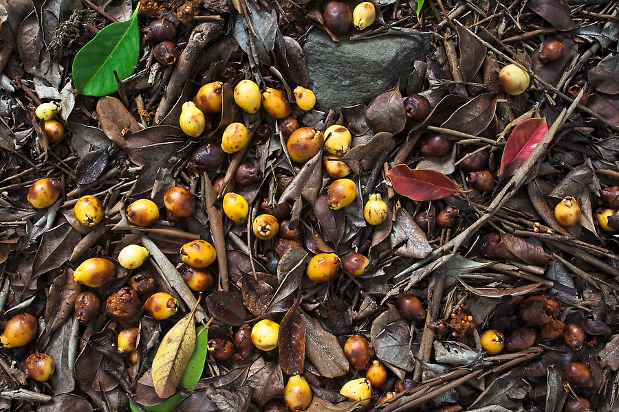 Fallen tropical almond on forest floor. Haleakala National Park.  ()