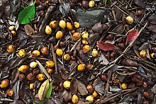 Fallen tropical almond on forest floor. Haleakala National Park.  ( )