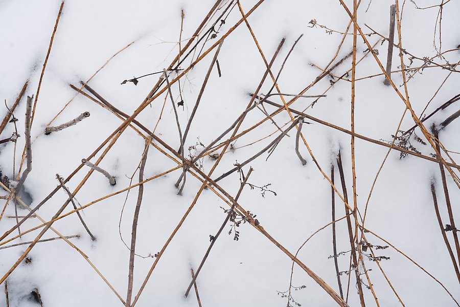 Reeds and snow. Indiana Dunes National Park.  ()