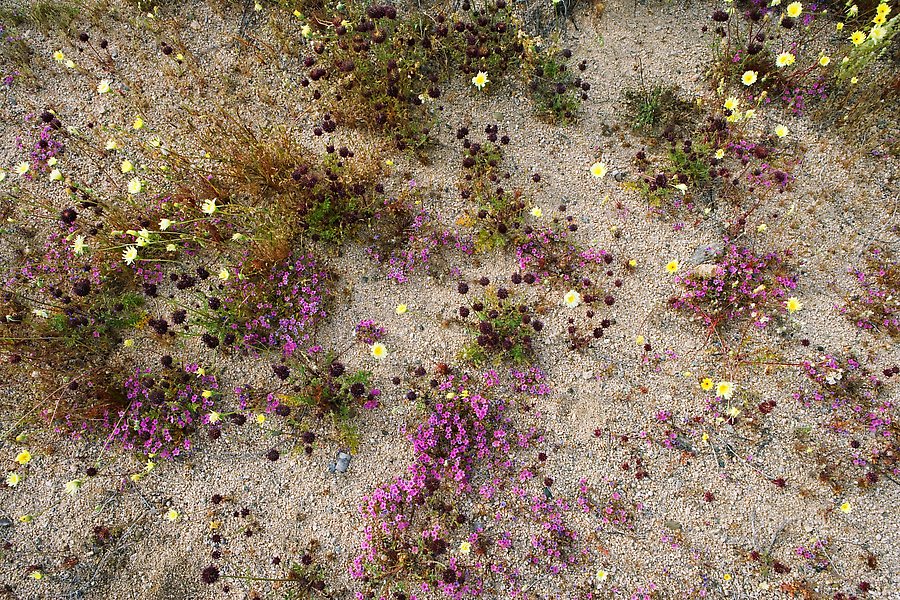 Desert Dandelion, and Purple Mat flowers. Joshua Tree National Park.  ()