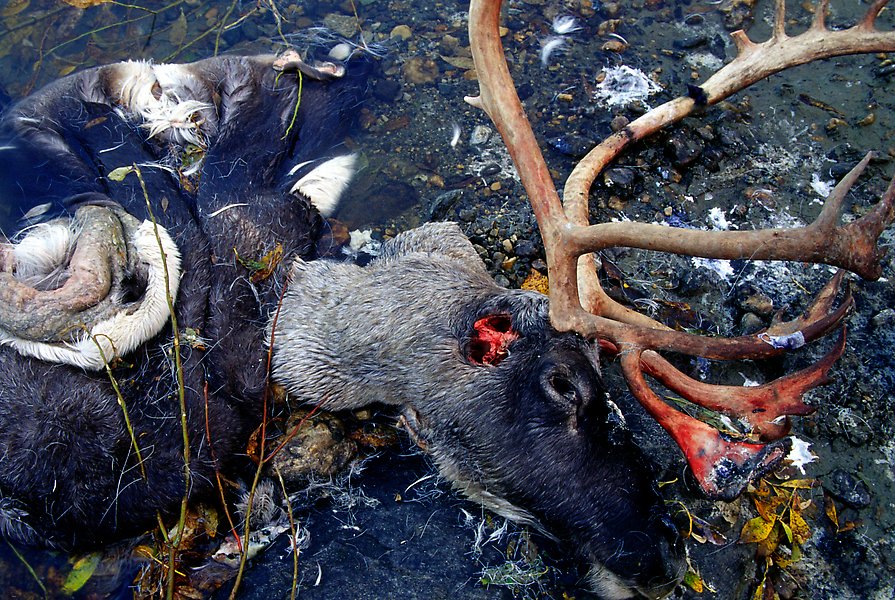 Caribou head discarded by hunters. Kobuk Valley National Park.  ()