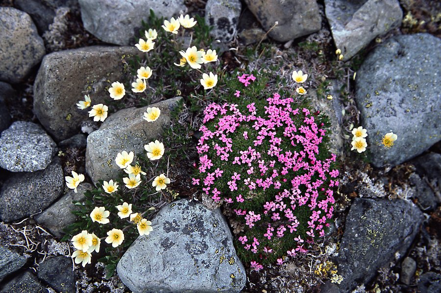 Alpine wildflowers. Lake Clark National Park.  ()