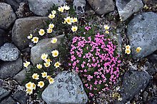 Alpine wildflowers. Lake Clark National Park.  ( )