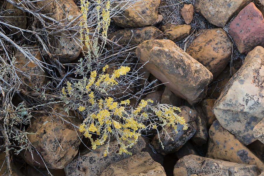 Flowers and Ancestral Puebloan structure. Mesa Verde National Park.  ()