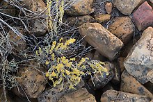 Flowers and Ancestral Puebloan structure. Mesa Verde National Park.  ( )