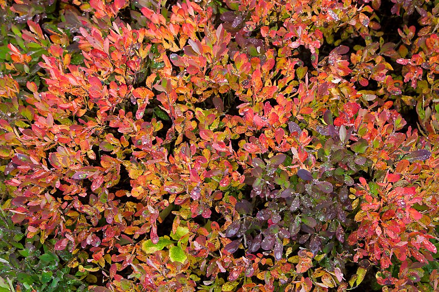 Berry leaves in autumn color. Mount Rainier National Park.  ()