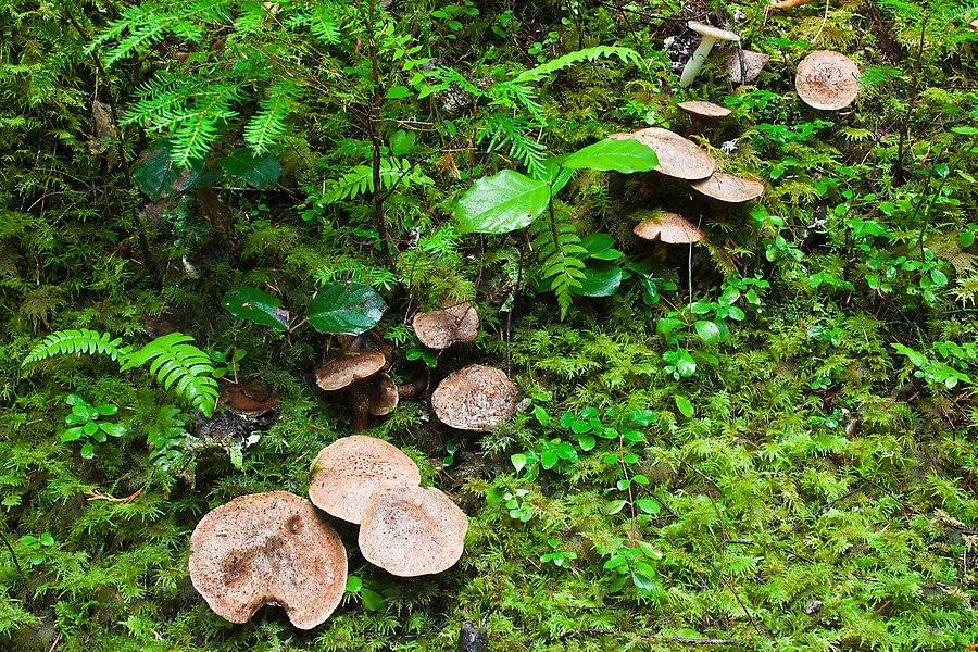 Mushrooms. North Cascades National Park.  ()