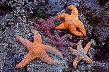Sea stars on rocks at low tide. Olympic National Park.  ( )