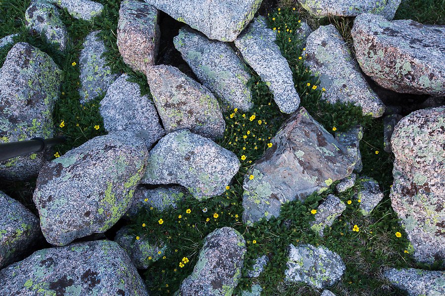 Granite rocks and yellow alpine wildflowers. Rocky Mountain National Park.  ()
