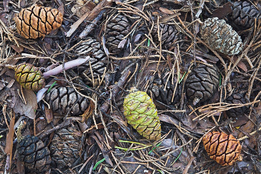 Cones of the sequoia trees. Sequoia National Park.  ()