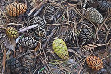 Cones of the sequoia trees. Sequoia National Park.  ( )
