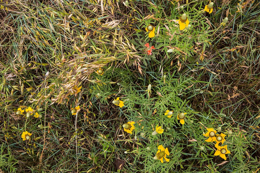 Prairie with flowers and grasses. Wind Cave National Park.  ()