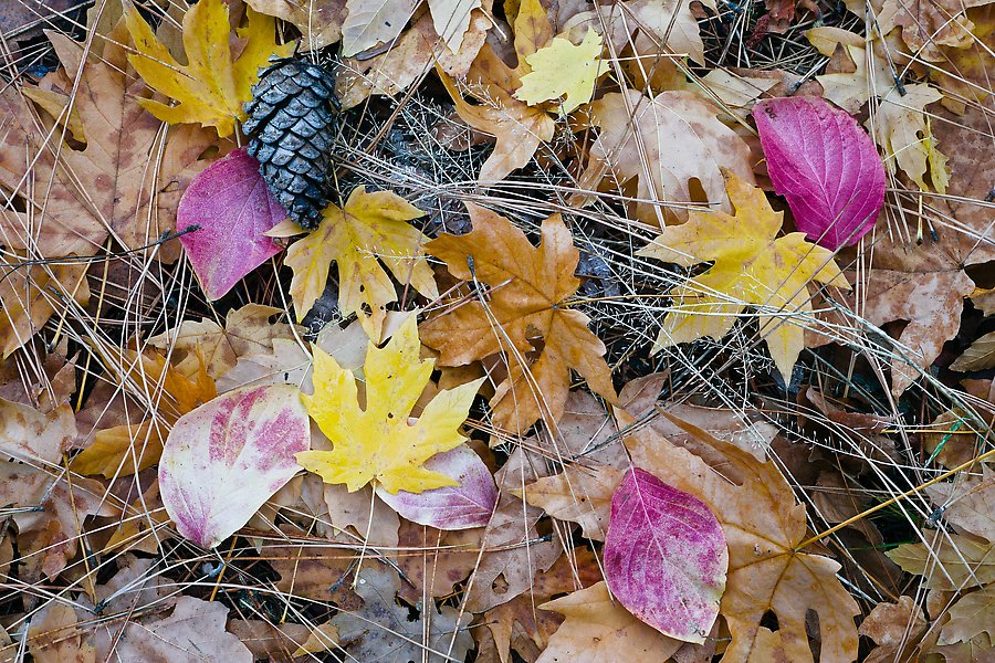 Maple and dogwood leaves, pine needles and cone. Yosemite National Park.  ()