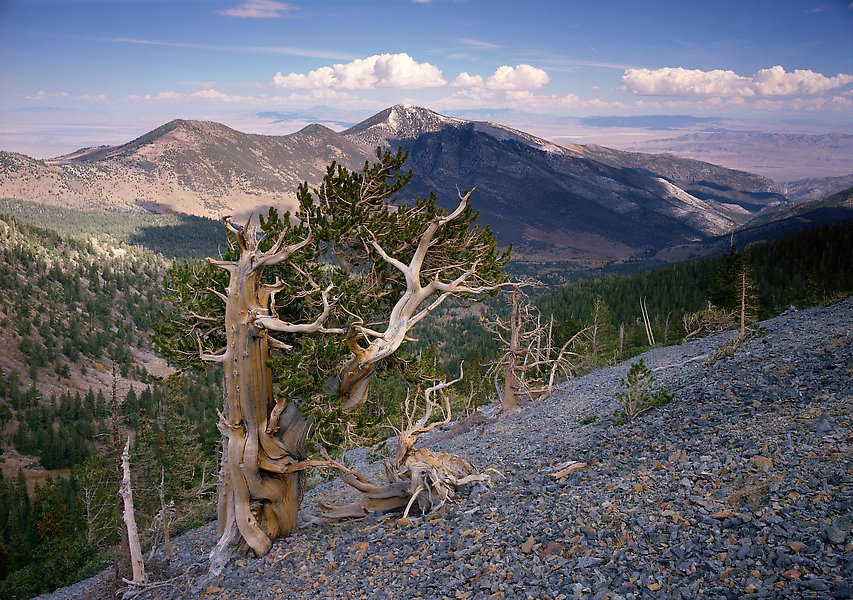 Great Basin National Park.  ()