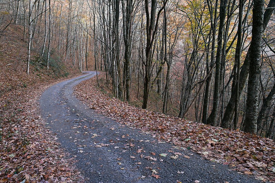Balsam Mountain Road. Great Smoky Mountains National Park.  ()