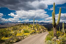 Cactus forest Loop Drive, Saguaro National Park.  ( )