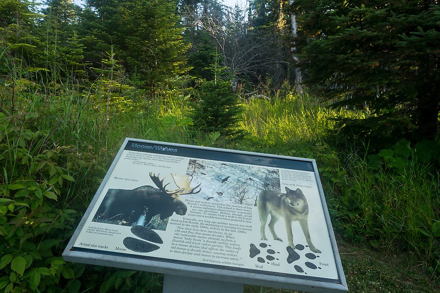 Moose and wolves. Isle Royale National Park.  ()