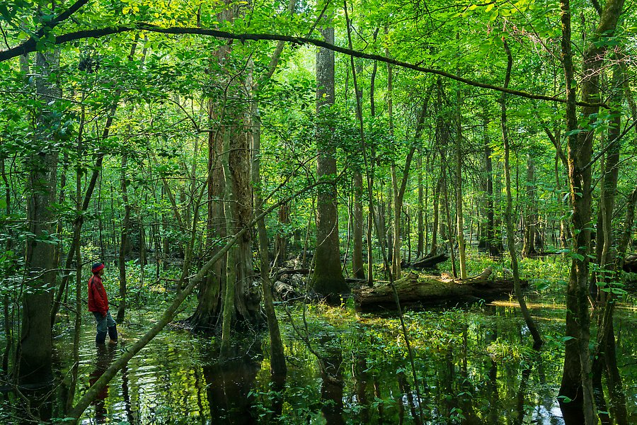 Flooded forest. Congaree National Park.  ()