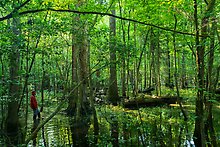 Flooded forest. Congaree National Park.  ( )