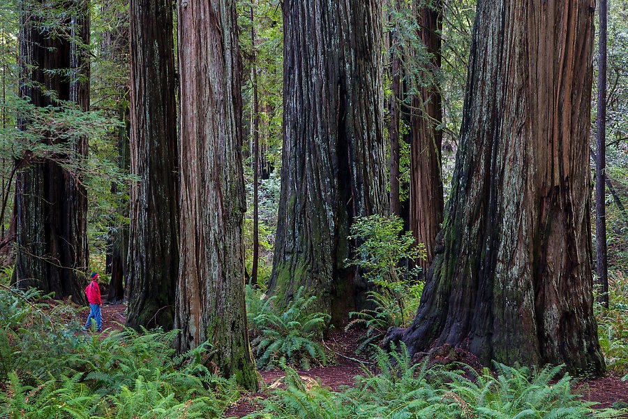 Stout Grove, Jedediah Smith Redwood. Redwood National Park.  ()