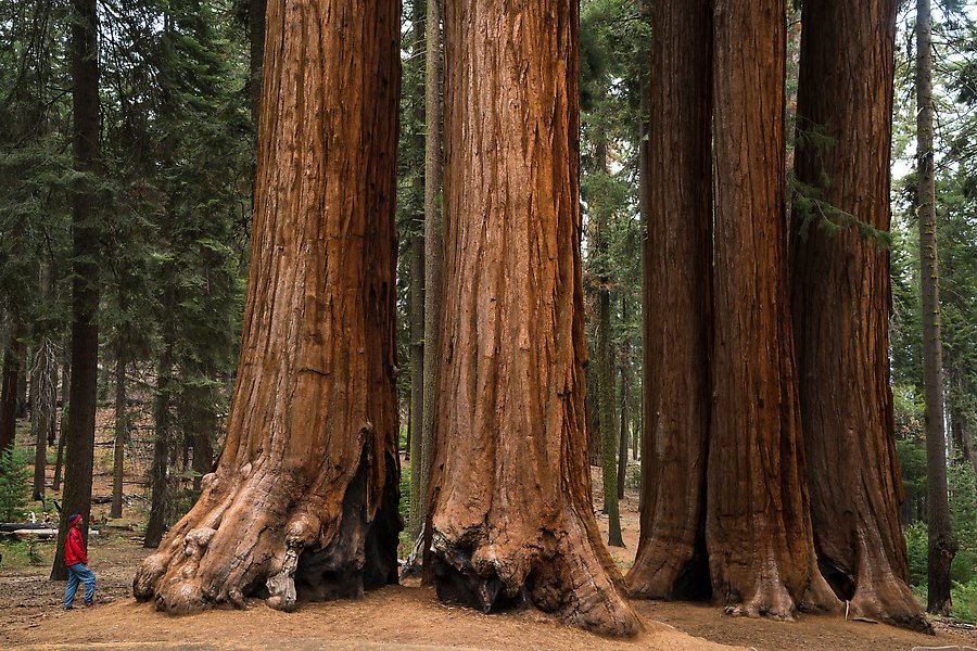 Parker Group. Sequoia National Park.  ()