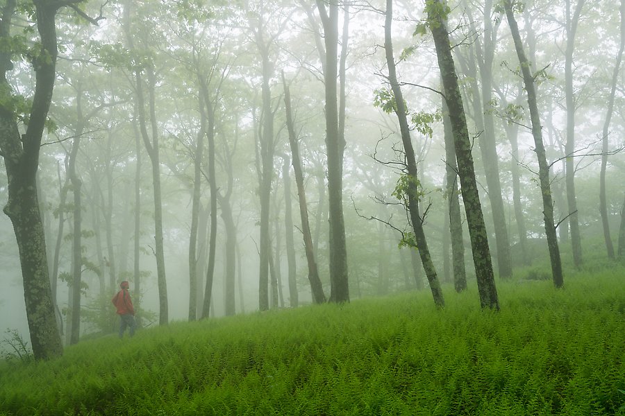 Misty forest. Shenandoah National Park.  ()