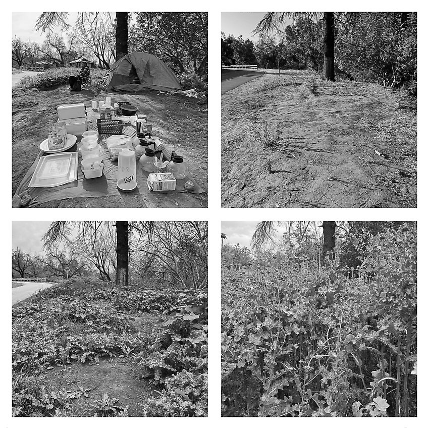 The Trail, Cleared - Coyote Creek ()