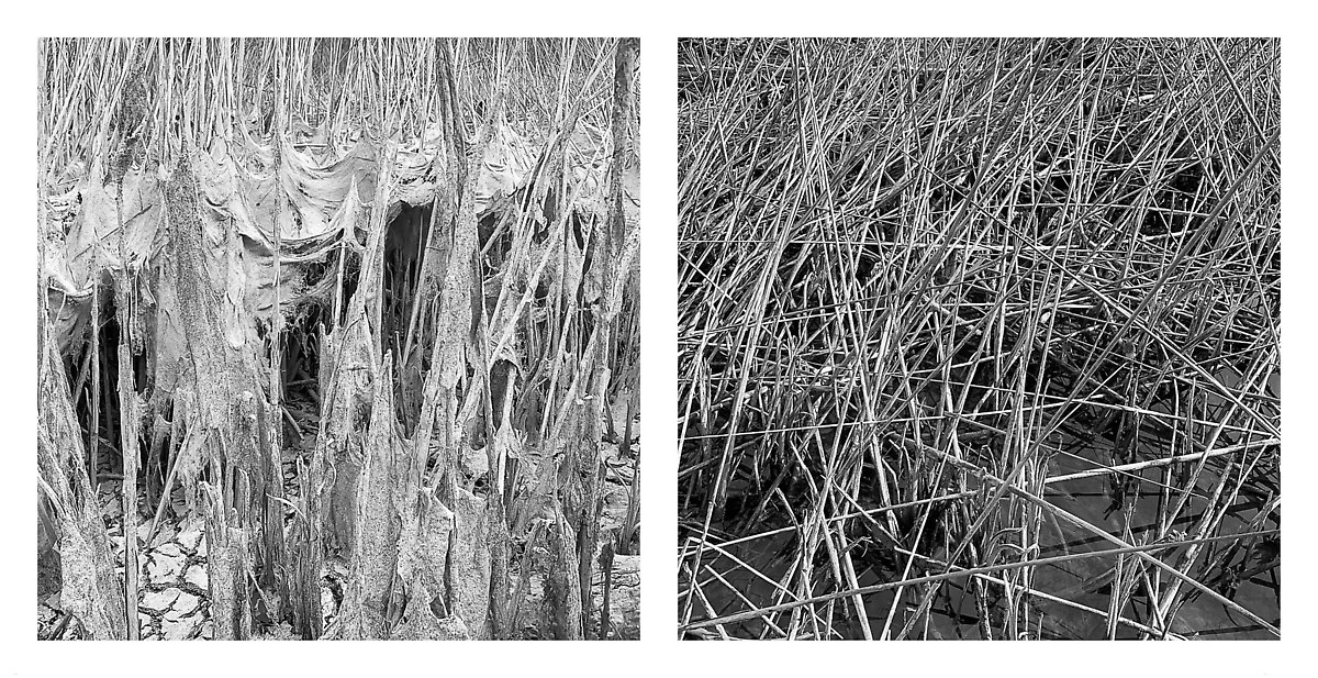 The Trail - Coyote Creek ()