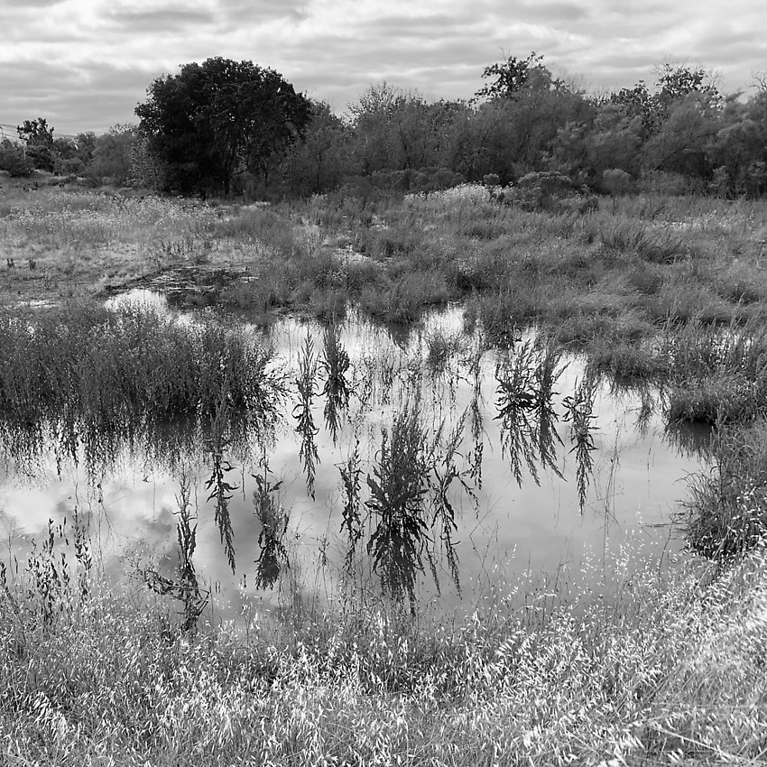 The Trail - The Trail ()