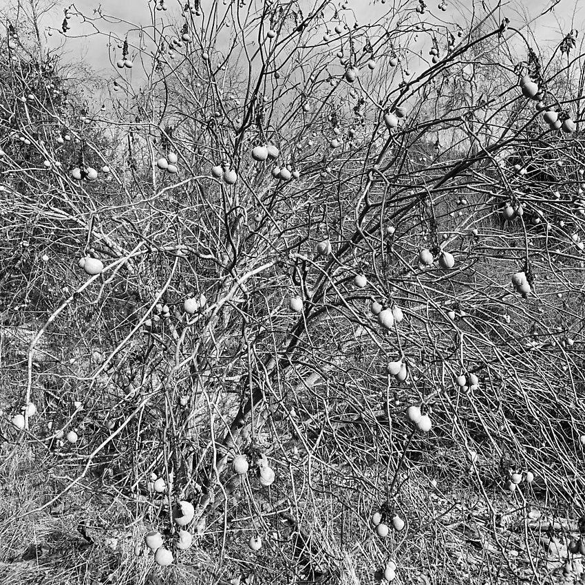 The Trail - The Trail ()