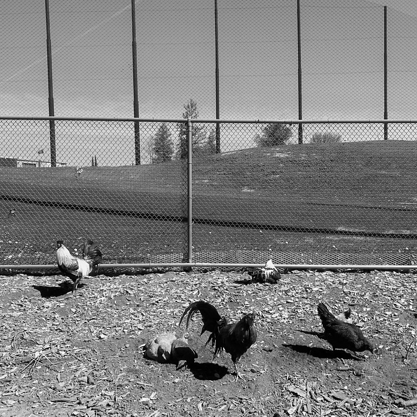 The Trail - The Trail ()