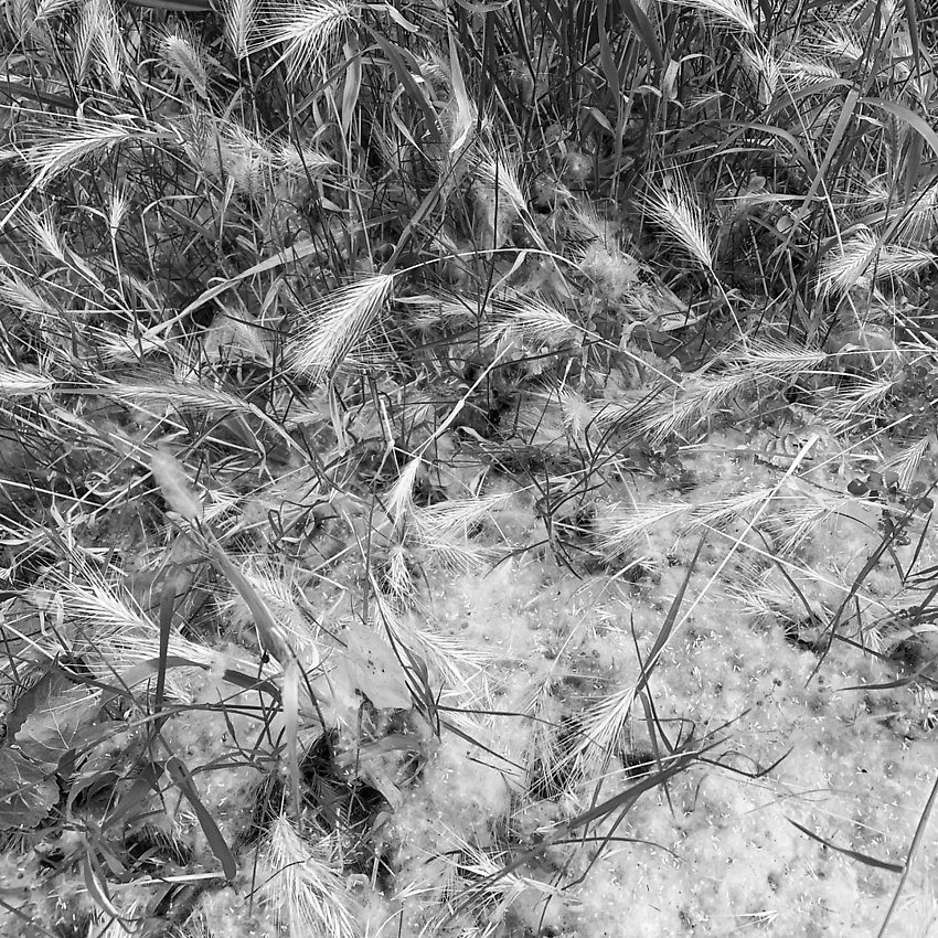 The Trail - The Trail ()