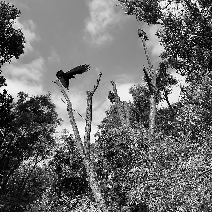 The Trail - The Trail ()