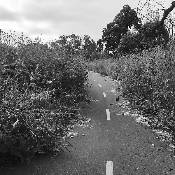 Coyote Creek Trail - Coyote Creek Trail ()