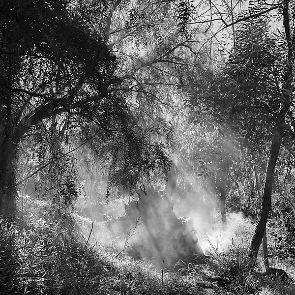 Coyote Creek Trail - Coyote Creek Trail ()