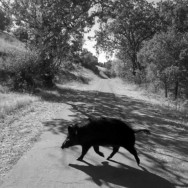 Coyote Creek Trail - Coyote Creek Trail ()